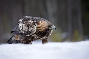 Stare: Golden Eagle - in the snow - Sweden, Europe