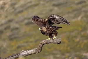 David Chapman: Golden Eagle - Wings Out - Spain