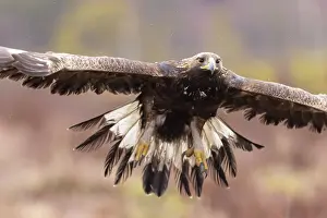 Moorland: Golden Eagle young flight