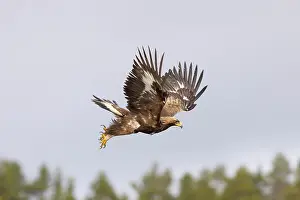 Moorland: Golden Eagle young flight