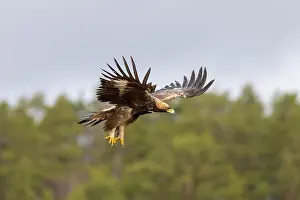 Moorland: Golden Eagle young flight