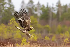 Moorland: Golden Eagle young flight