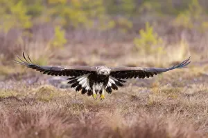 Moorland: Golden Eagle young flight