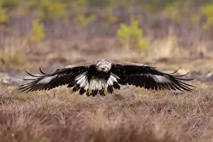 Moorland: Golden Eagle young flight