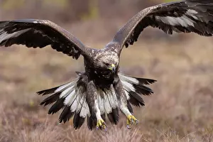 Moorland: Golden Eagle young flight
