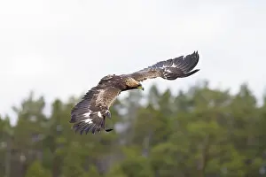 Moorland: Golden Eagle young flight