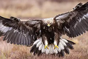 Moorland: Golden Eagle young flight