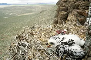 Fledgeling: Golden Eagle young in nest with prey