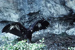 Eric Dragesco: GOLDEN EAGLE - young, wings spread