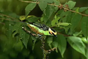 Ecuadoran: Golden-eared Tanager