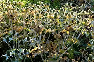 Thistles: Golden Eryngium - backlit by early morning sun