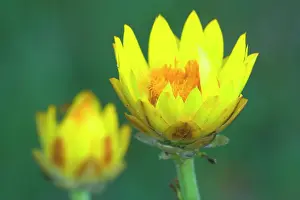 Everlasting: Golden Everlasting - in bloom