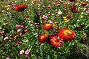 Everlasting: Golden everlasting (Helichrysum bracteatum) flowering
