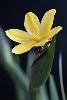Satin: Golden-eyed grass, Sisyrinchium graminoides Yellowstone'.Cl