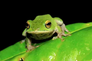 Montane: Golden-eyed Shrub frog