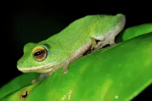 Montane: Golden-eyed Shrub frog