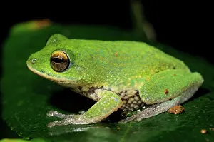 Montane: Golden-eyed Shrub frog