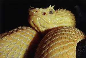 Bothrops: Golden Eyelash Viper
