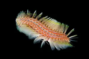 Flava: Golden Fire Worm
