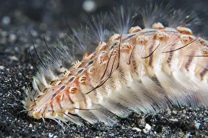 Flava: Golden fireworm (Chloeia flava) on the sand, Lembeh