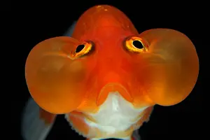 Carassius: Golden fish Bubble Eyes