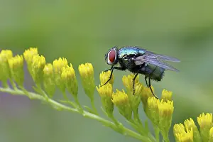 Flying Insects: Golden fly (Lucilia caesar) on a yellow flower of the Solidago canadensis (Solidago canadensis)