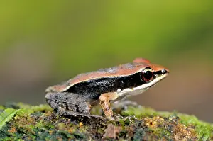 Ceylon: Golden frog