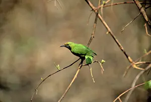 Aurifrons: Golden-fronted Leafbird, Cambodia