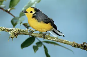 John Dunning: Golden-fronted Redstart
