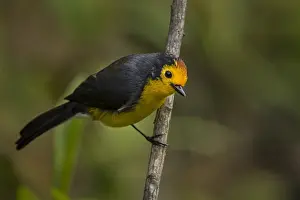 Alto: Golden-fronted Whitestart (Myioborus ornatus) Natural
