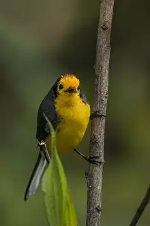 Alto: Golden-fronted Whitestart (Myioborus ornatus) Natural