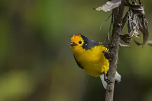 Alto: Golden-fronted Whitestart (Myioborus ornatus) Natural