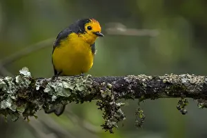 Alto: Golden-fronted Whitestart (Myioborus ornatus) Natural