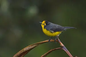 110119: Golden-fronted Whitestart (Myioborus ornatus) Tatama