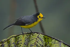 110119: Golden-fronted Whitestart (Myioborus ornatus) Tatama