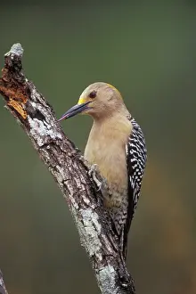 Aurifrons: Golden-fronted Woodpecker