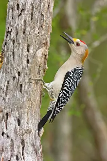 Aurifrons: Golden-fronted Woodpecker