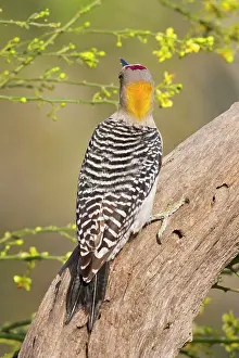 Aurifrons: Golden-fronted Woodpecker