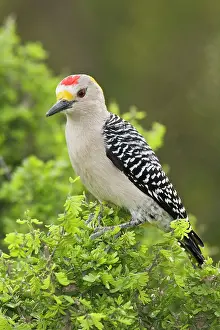 Aurifrons: Golden-fronted Woodpecker