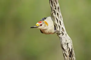 Aurifrons: Golden-fronted Woodpecker