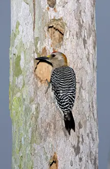 Aurifrons: Golden-fronted Woodpecker