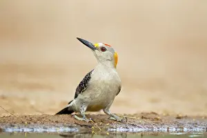 Aurifrons: Golden-fronted Woodpecker - at drinking pool