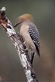 Blurred: Golden-Fronted WOODPECKER - drumming / pecking on branch