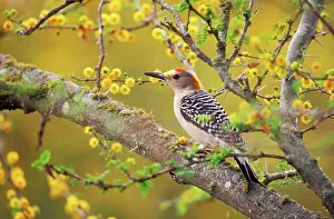 Aurifrons: Golden-fronted WOODPECKER - in Huisache tree