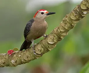Melanerpes: Golden-fronted woodpecker (Melanerpes aurifons)