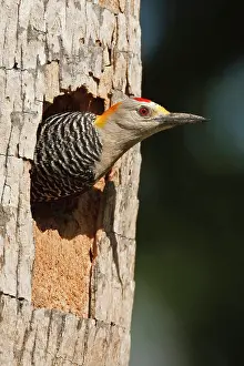 Nurturing: Golden-fronted Woodpecker (Melanerpes aurifrons)