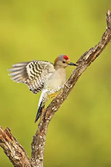 Melanerpes: Golden-fronted Woodpecker (Melanerpes aurifrons)