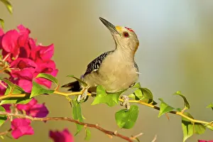 Melanerpes: Golden-fronted Woodpecker (Melanerpes aurifrons)