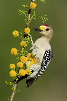 Melanerpes: Golden-fronted Woodpecker (Melanerpes aurifrons)
