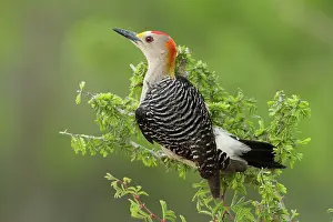Melanerpes: Golden-fronted Woodpecker (Melanerpes aurifrons)
